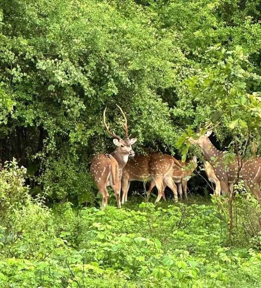 Udawalawe Wildlife & Nature Protection Bungalow Екстериор снимка